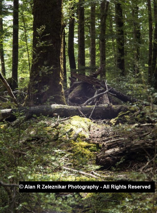 Fallen tree - Fiordland National Park