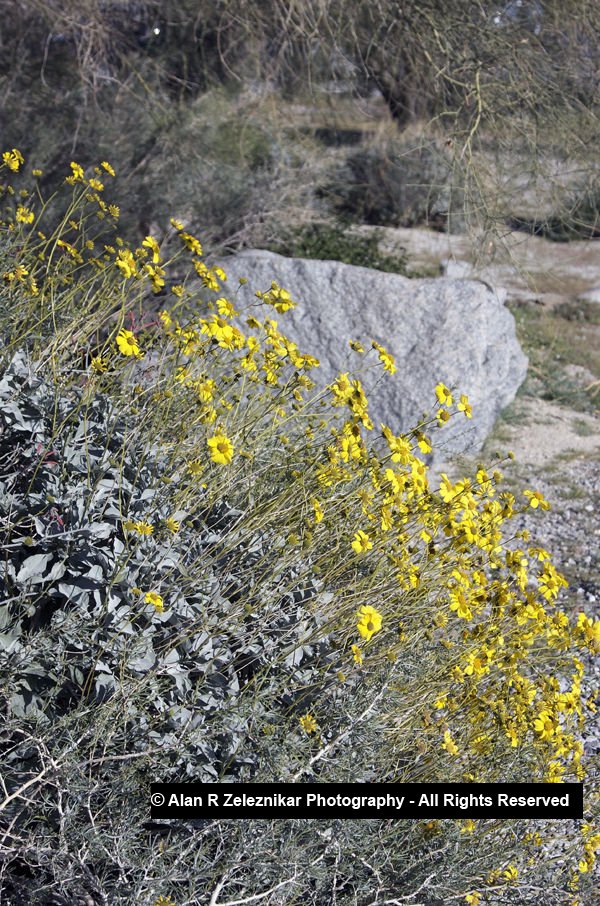 Desert Marigold flowers in Anza Borrego Desert State Park