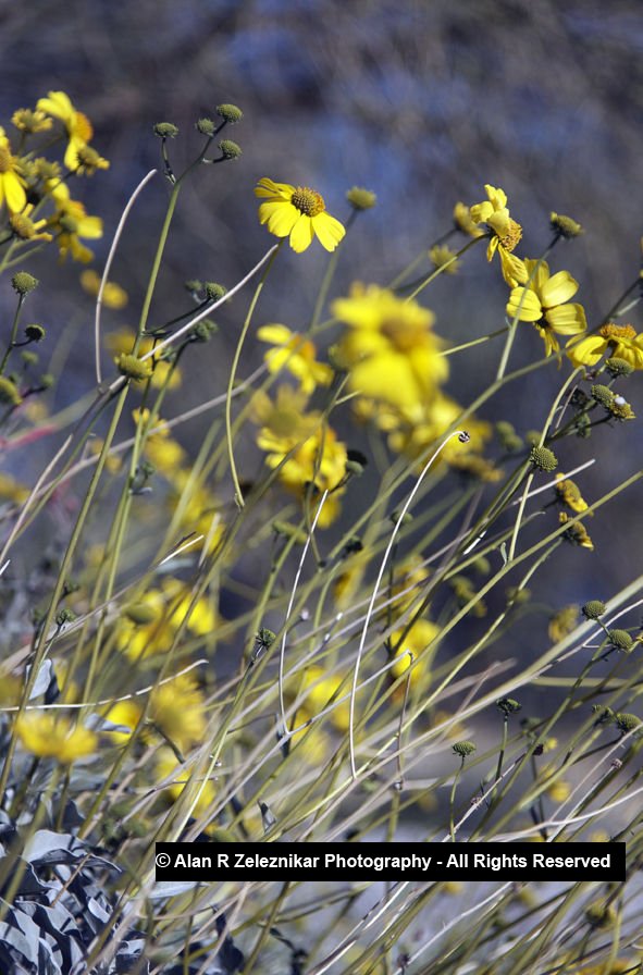 Desert Marigold flower in Anza Borrego Desert State Park