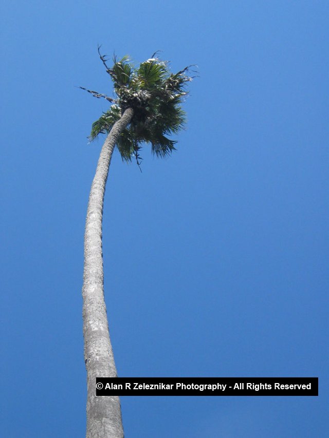 Palm Tree and Blue Sky